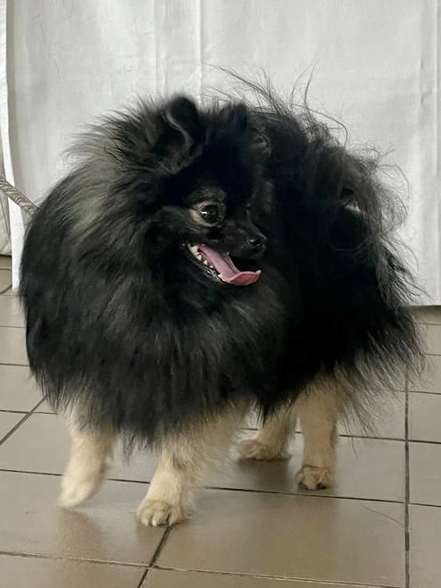 Perry Karamit Nova